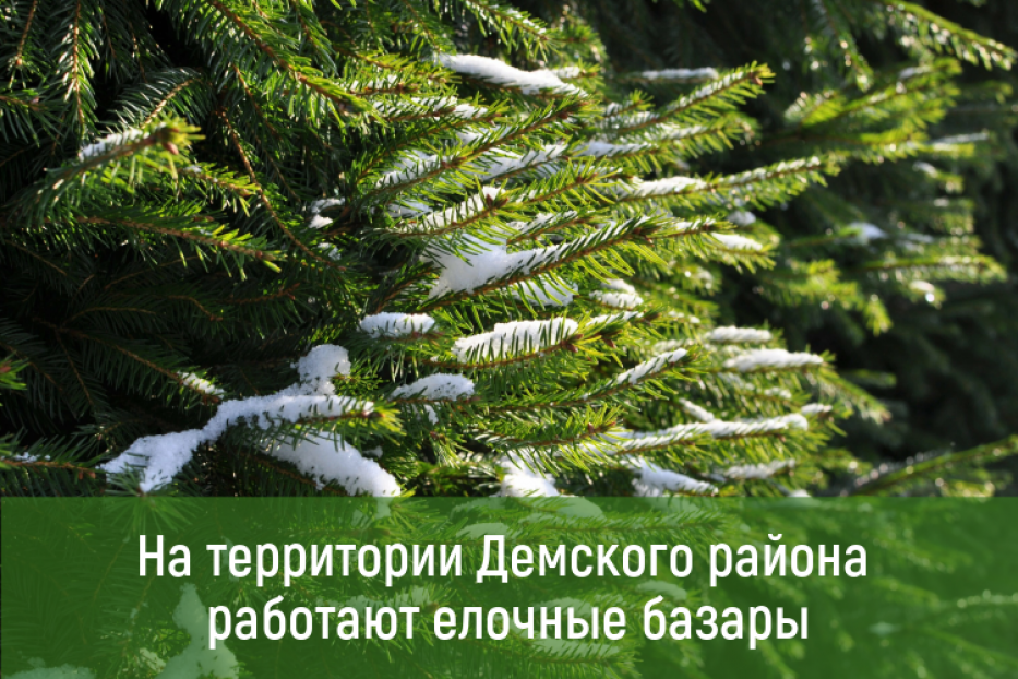 На территории Демского района города Уфы работают елочные базары