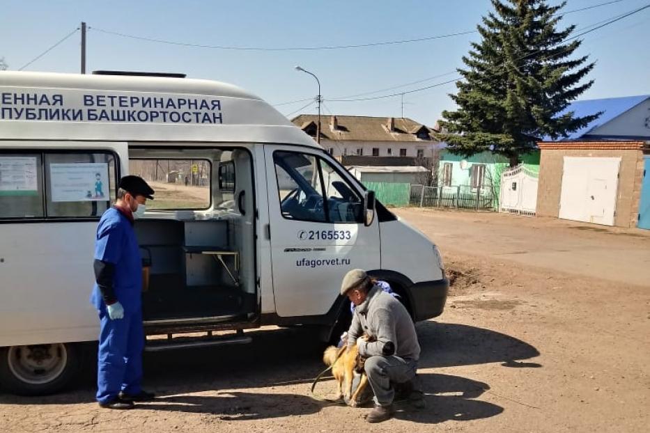 В поселке Тимашево Орджоникидзевского района проходит весенняя вакцинация домашних животных от бешенства 