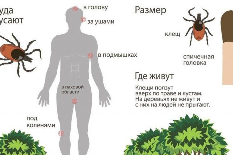 Что делать при обнаружении клеща?