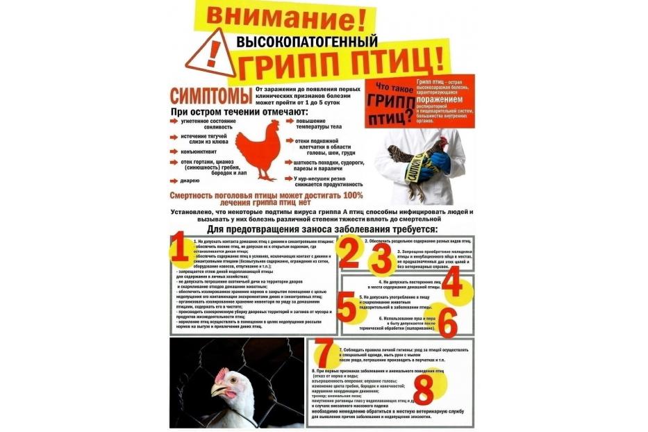 Осторожно! Птичий грипп