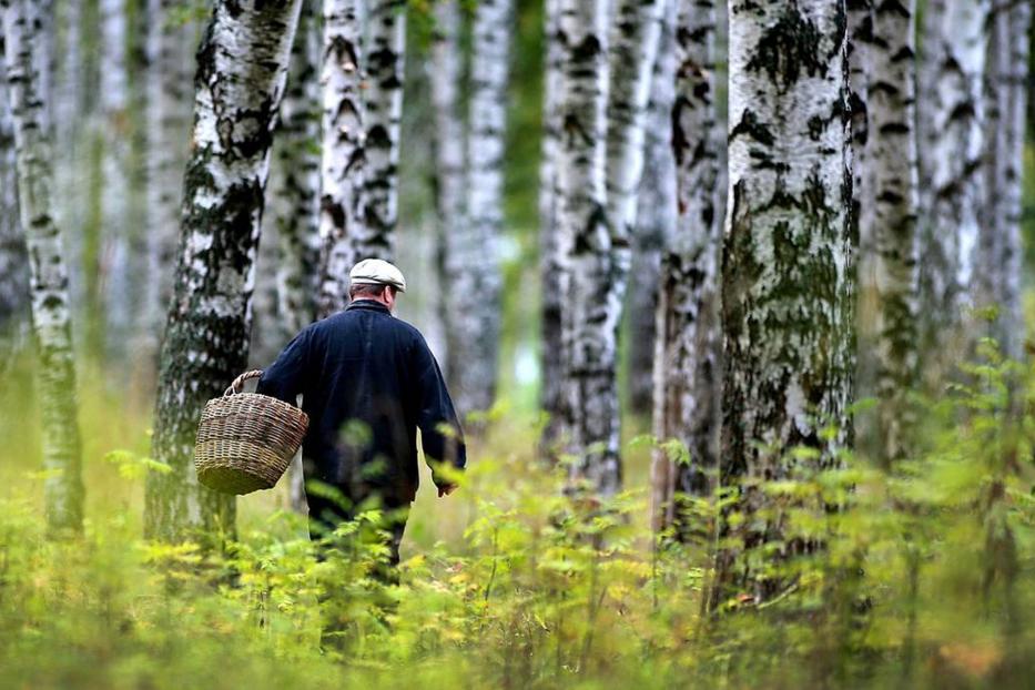 В лес за грибами. Памятка для любителей «тихой охоты»