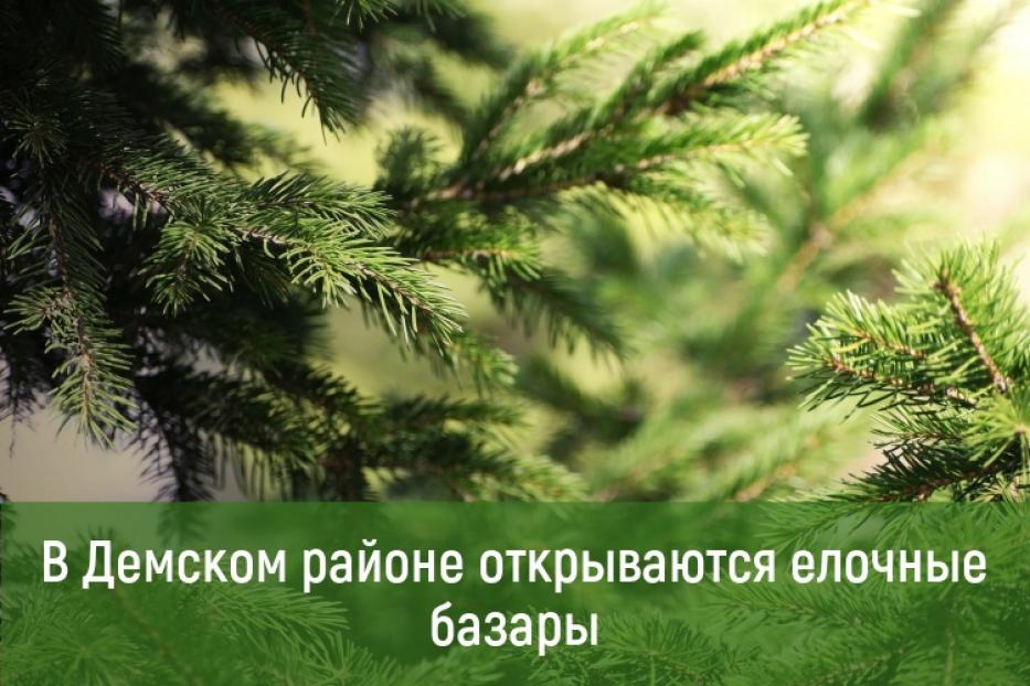 С 15 декабря на территории Демского района города Уфы открываются елочные базары